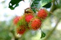 Love thai fruit Royalty Free Stock Photo