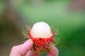 Love thai fruit Royalty Free Stock Photo