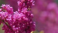 Love Tree. Bee Pollination Of Spring Blossoming Judas Tree. Flowering Plant Family Fabaceae. Close up.