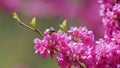 Love Tree. Bee Pollination Of Spring Blossoming Judas Tree. Flowering Plant Family Fabaceae. Close up.