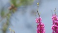 Love Tree. Bee Pollination Of Spring Blossoming Judas Tree. Flowering Plant Family Fabaceae. Close up.