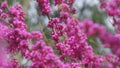 Love Tree. Bumblebee Pollination Of Spring Blossoming Judas Tree. Flowering Plant Family Fabaceae. Close up.