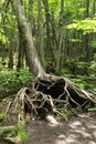 The love tree..hiking trail Royalty Free Stock Photo