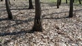 Love tree. Walking in the woods I discovered a hole in a tree in the shape of a heart. Royalty Free Stock Photo