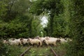 Love Tunel and Sheep Hoard