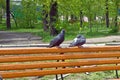 Love of two doves on a park bench Royalty Free Stock Photo