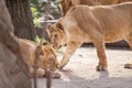 Love between two female lions Royalty Free Stock Photo