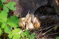 This is Love. Two snails gastropod Royalty Free Stock Photo