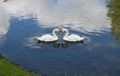 The love of two white swans. The Sibilant Swan Royalty Free Stock Photo