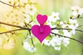 Love. Wooden heart in cherry blossom. Wooden clothespin in the form of heart Royalty Free Stock Photo