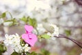 Love. Wooden heart in cherry blossom. Wooden clothespin in the form of heart Royalty Free Stock Photo