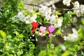 Love. Wooden heart in cherry blossom. Wooden clothespin in the form of heart Royalty Free Stock Photo