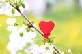 Love. Wooden heart in cherry blossom. Wooden clothespin in the form of heart Royalty Free Stock Photo