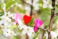 Love. Wooden heart in cherry blossom. Wooden clothespin in the form of heart Royalty Free Stock Photo