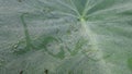 Love writing on Morning dews on elephant ' ears leave Royalty Free Stock Photo