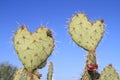 Prickly Pear Cactus >Love you, too! Royalty Free Stock Photo