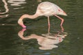 Love yourself. Animal reflection. Beautiful vane pink flamingo narcissist