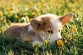 Loveable Corgi puppy lay on grass and sniffing yellow dandelion. Small red-white cub rest on fresh air, enjoy summer.