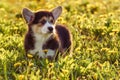 Loveable Pembroke Welsh Corgi with black-white fur travel on green lawn. Puppy with sad eyes stand around dandelions.