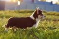 Loveable Pembroke Welsh Corgi puppy walking on shiny day. Black-white colored doggy standing on grass and watch ahead.