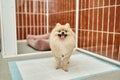 loveable pomeranian spitz standing on pee