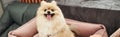 loveable pomeranian spitz sticking out tongue