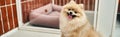loveable pomeranian spitz with tongue out