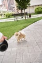 loveable pomeranian spitz walking on street