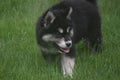 Loveable Siberian husky playing in a field of grass
