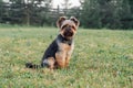 Loveable Yorkshire Terrier calmly sitting on lawn on countryside yard and looking at camera, enjoying fresh air..