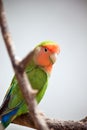 Lovebird Royalty Free Stock Photo