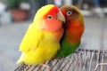 Lovebird Royalty Free Stock Photo