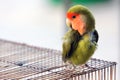 Lovebird