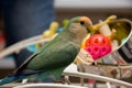 Lovebird Royalty Free Stock Photo