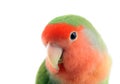 Lovebird