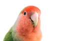 Lovebird