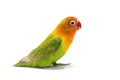 Lovebird Agapornis fischeri Royalty Free Stock Photo