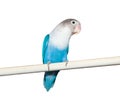 Lovebird (Agapornis roseicollis blue morph) Royalty Free Stock Photo