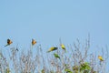 Lovebird, beautiful Little parrot in nature.