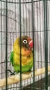 Lovebird bird with beautiful colors looking at the camera through the bars of the cage Royalty Free Stock Photo