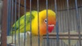 A LOVEBIRD IN A CAGE.