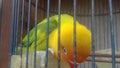 A LOVEBIRD IN A CAGE.