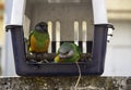 Lovebird in cage