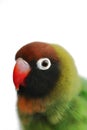 Lovebird (close-up of a parrot)