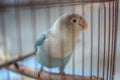 beautiful lovebird in the cage