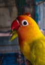 Lovebird is the common name for the genus Agapornis, a small group of parrots in the Old World parrot family Psittaculidae Royalty Free Stock Photo