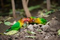 Three lovebirds foraging on ground, a flock of lovebirds Royalty Free Stock Photo