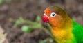 Close up of a lovebird portrait with high resolution Royalty Free Stock Photo