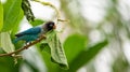 A small lovebird foraging on tree Royalty Free Stock Photo