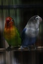 Lovebird couple blue and green beautiful